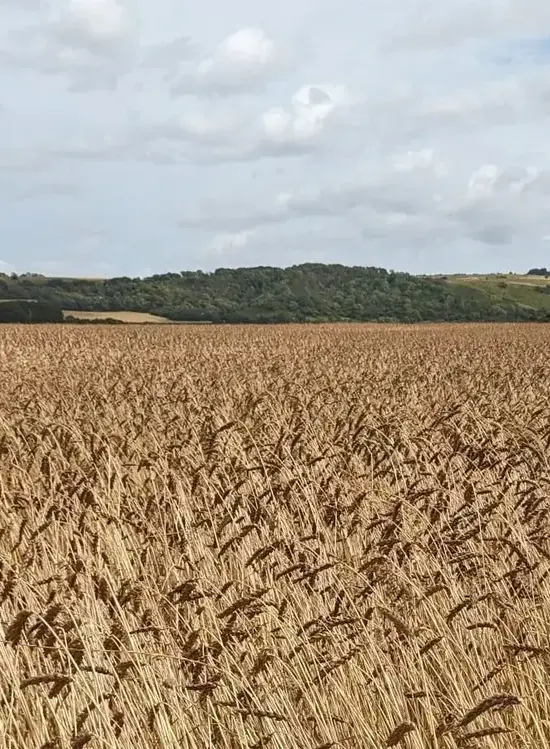 Wheat